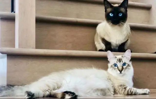 Chaton hypoallergenique lynx point- lynx point kitten - Photo 10