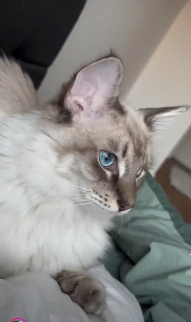 Chaton hypoallergenique lynx point- lynx point kitten - Photo 11