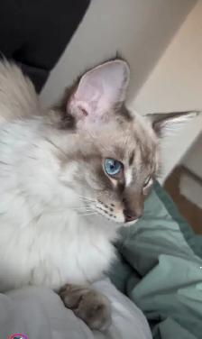 Chaton hypoallergenique lynx point- lynx point kitten - Photo 11