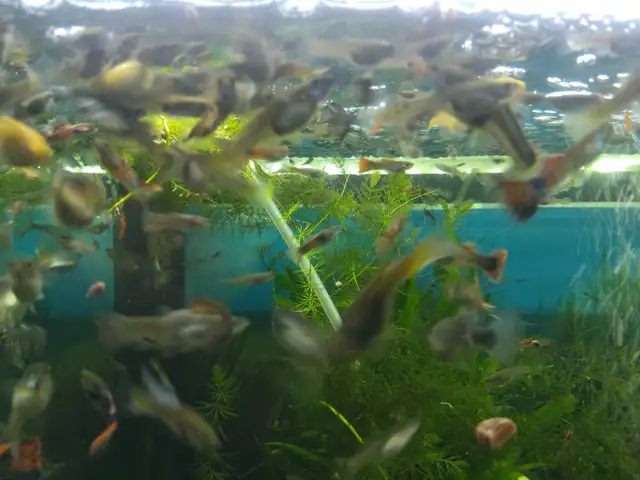 Monsieur Goupy de toutes les prix