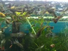 Monsieur Goupy de toutes les prix