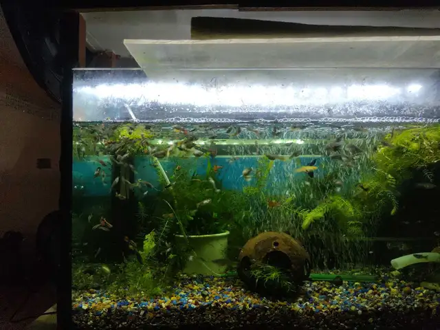 Monsieur Goupy de toutes les prix - Photo 2