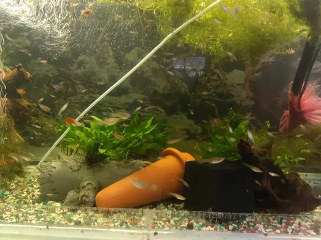 Monsieur Goupy de toutes les prix - Photo 3