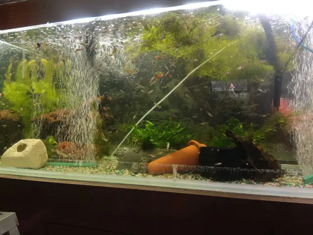 Monsieur Goupy de toutes les prix - Photo 4