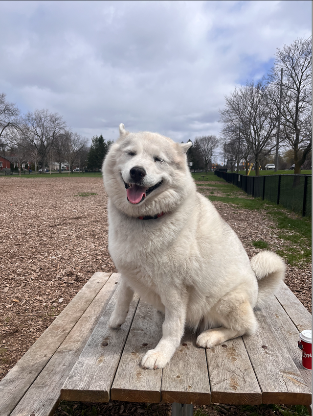 Private In-Home Pet Care | Dog Walking & Overnight Care | Guelph - Photo 3