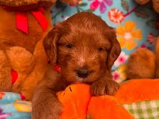 MULTIGENERATIONAL AUSTRALIAN LABRADOODLE PUPPIES-MINI AND MEDIUM