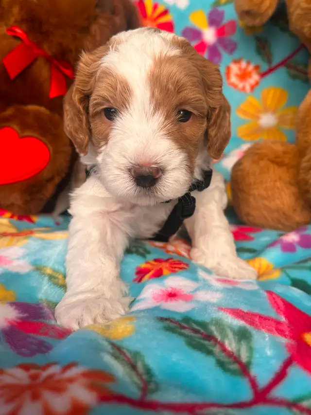 MULTIGENERATIONAL AUSTRALIAN LABRADOODLE PUPPIES-MINI AND MEDIUM - Photo 2