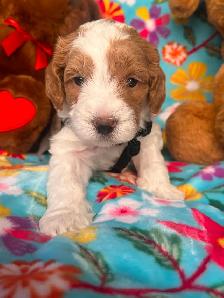 MULTIGENERATIONAL AUSTRALIAN LABRADOODLE PUPPIES-MINI AND MEDIUM - Photo 2