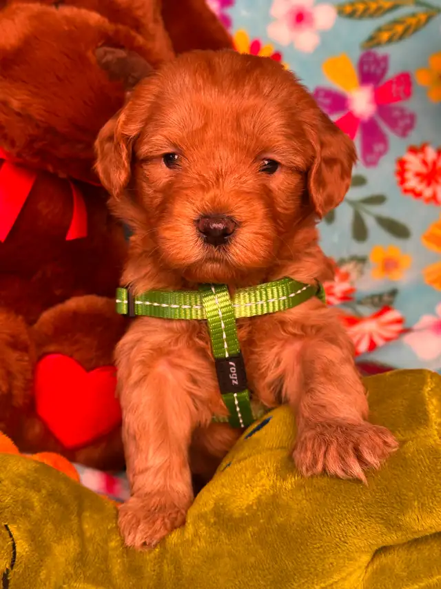 MULTIGENERATIONAL AUSTRALIAN LABRADOODLE PUPPIES-MINI AND MEDIUM - Photo 3
