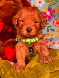 MULTIGENERATIONAL AUSTRALIAN LABRADOODLE PUPPIES-MINI AND MEDIUM - Photo 3