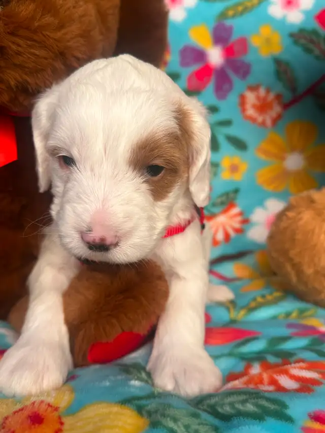 MULTIGENERATIONAL AUSTRALIAN LABRADOODLE PUPPIES-MINI AND MEDIUM - Photo 4