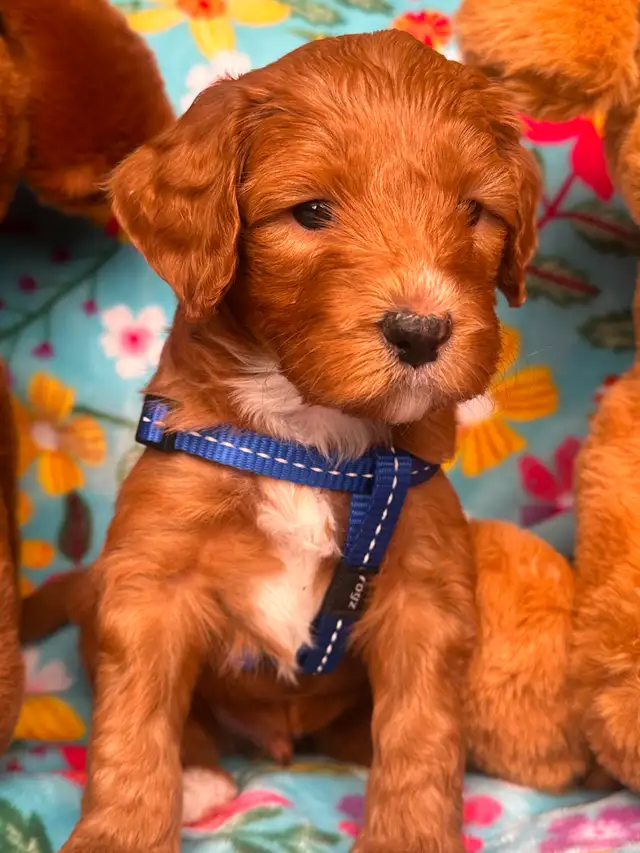 MULTIGENERATIONAL AUSTRALIAN LABRADOODLE PUPPIES-MINI AND MEDIUM - Photo 5