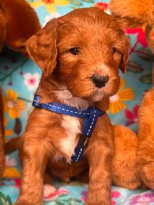 MULTIGENERATIONAL AUSTRALIAN LABRADOODLE PUPPIES-MINI AND MEDIUM - Photo 5