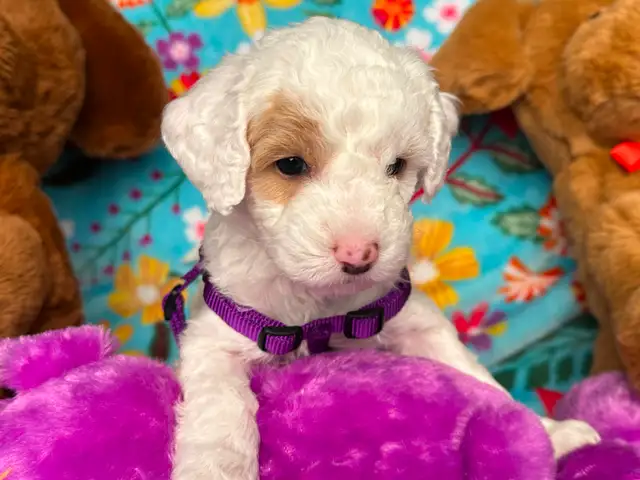 MULTIGENERATIONAL AUSTRALIAN LABRADOODLE PUPPIES-MINI AND MEDIUM - Photo 6
