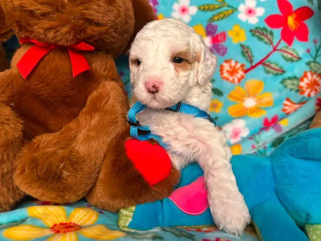 MULTIGENERATIONAL AUSTRALIAN LABRADOODLE PUPPIES-MINI AND MEDIUM - Photo 7