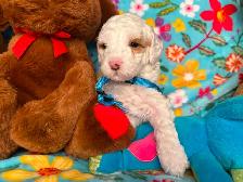 MULTIGENERATIONAL AUSTRALIAN LABRADOODLE PUPPIES-MINI AND MEDIUM - Photo 7