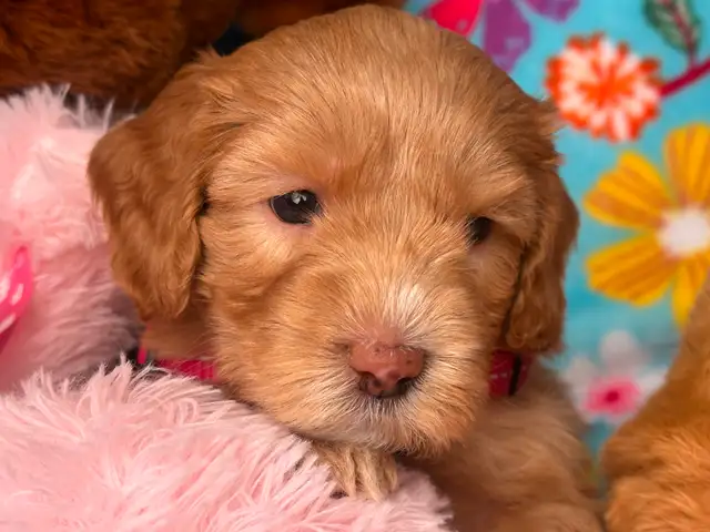 MULTIGENERATIONAL AUSTRALIAN LABRADOODLE PUPPIES-MINI AND MEDIUM - Photo 8