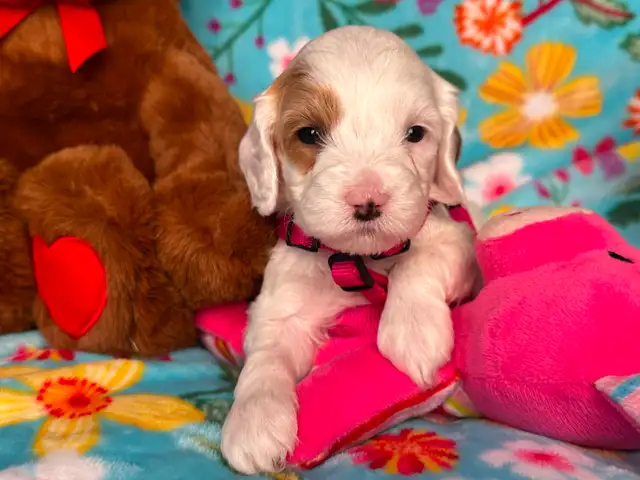 MULTIGENERATIONAL AUSTRALIAN LABRADOODLE PUPPIES-MINI AND MEDIUM - Photo 9
