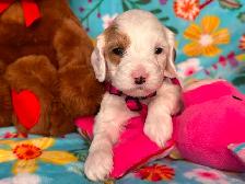 MULTIGENERATIONAL AUSTRALIAN LABRADOODLE PUPPIES-MINI AND MEDIUM - Photo 9