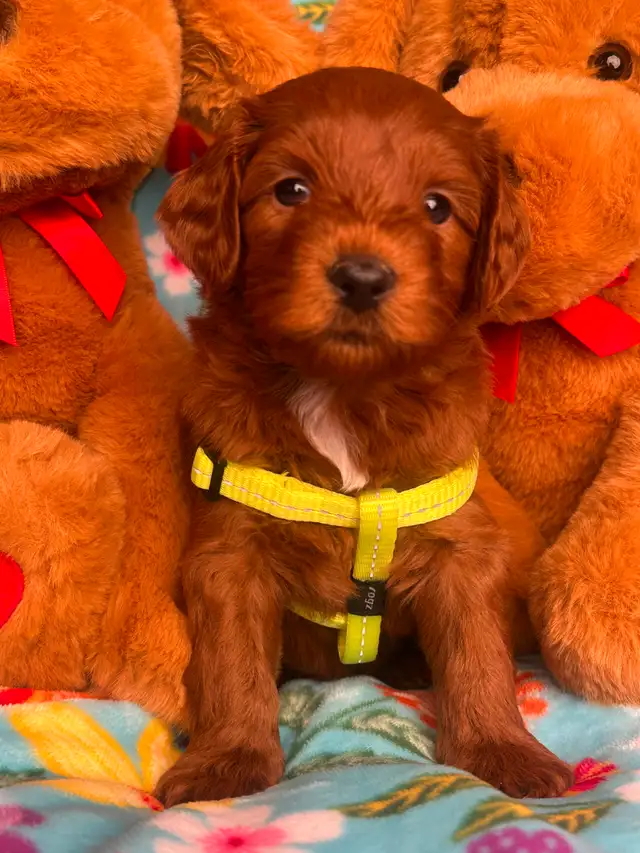 MULTIGENERATIONAL AUSTRALIAN LABRADOODLE PUPPIES-MINI AND MEDIUM - Photo 10