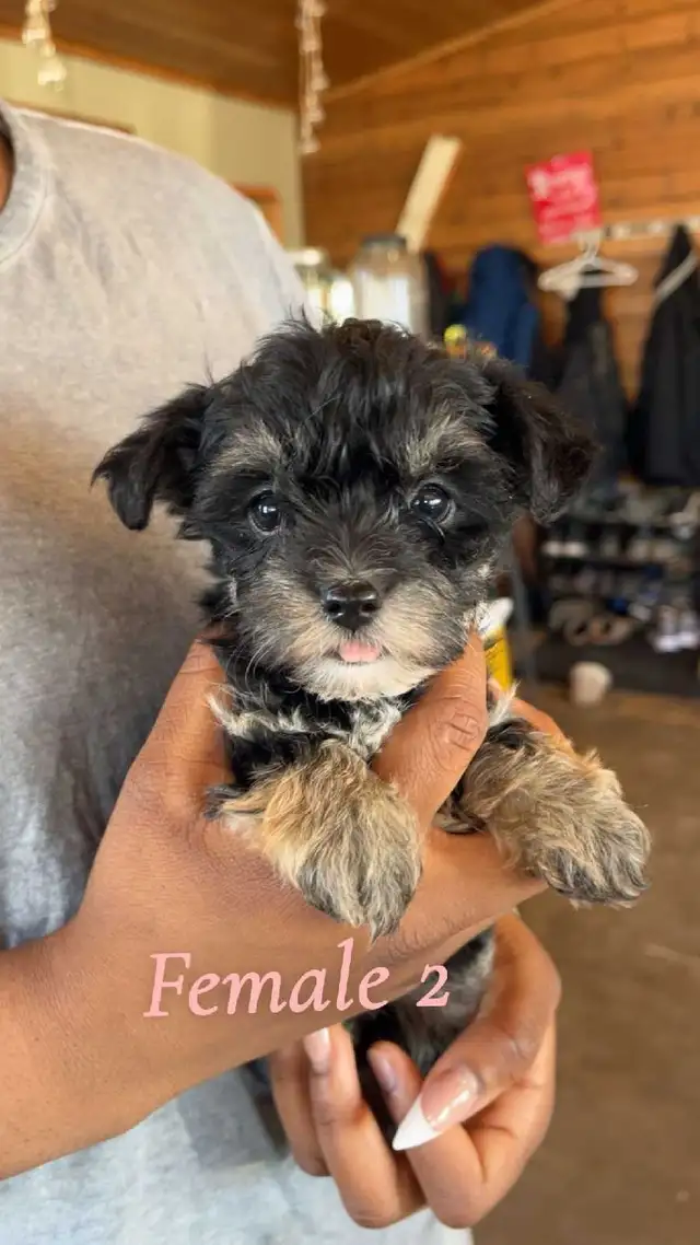 morkie puppies - Photo 2