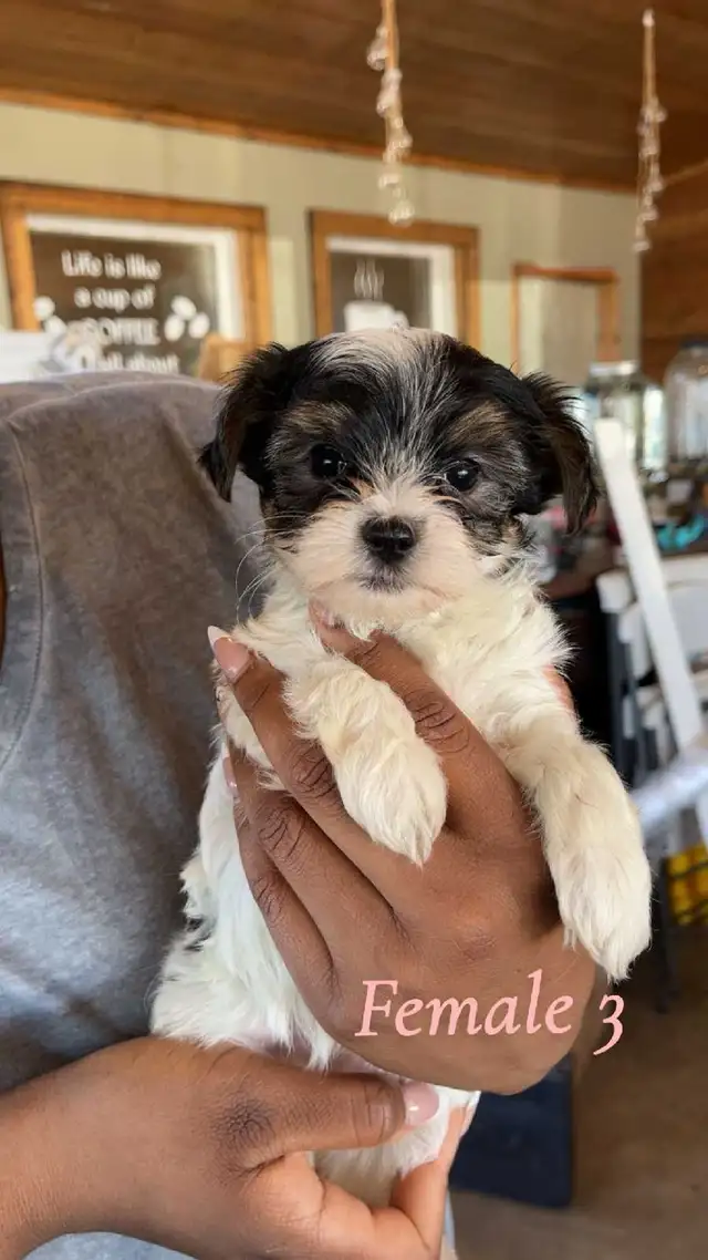 morkie puppies - Photo 3