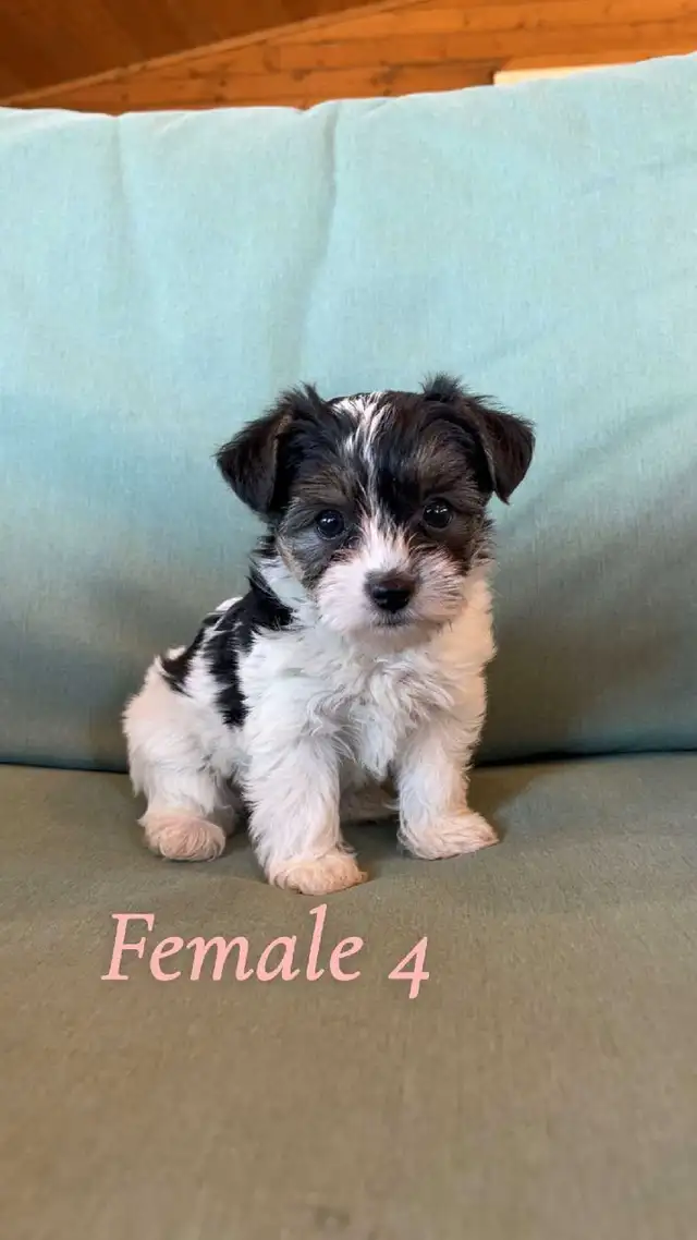 morkie puppies - Photo 4
