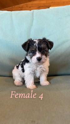 morkie puppies - Photo 4