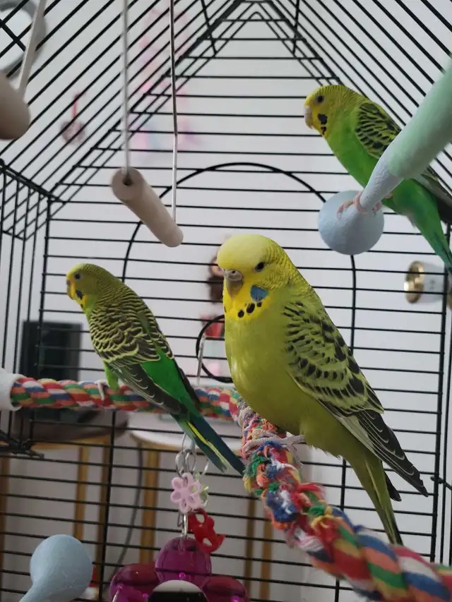 perruche femelle - Photo 2