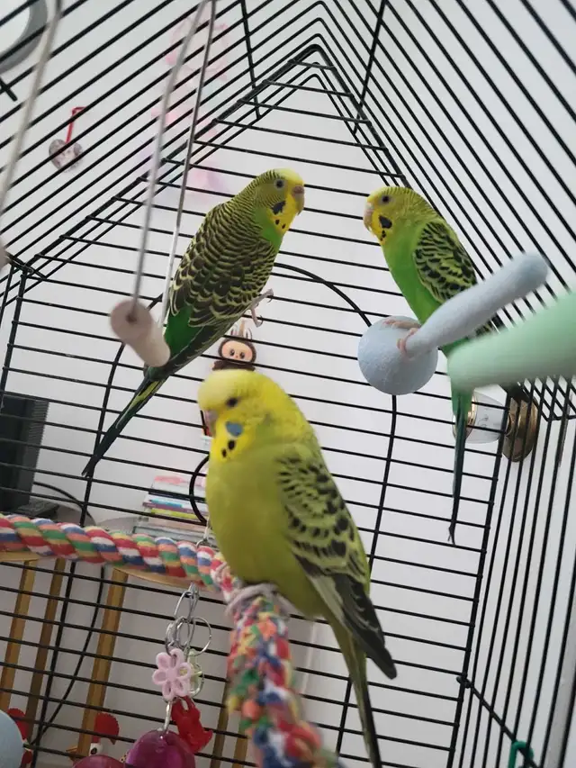 perruche femelle - Photo 3