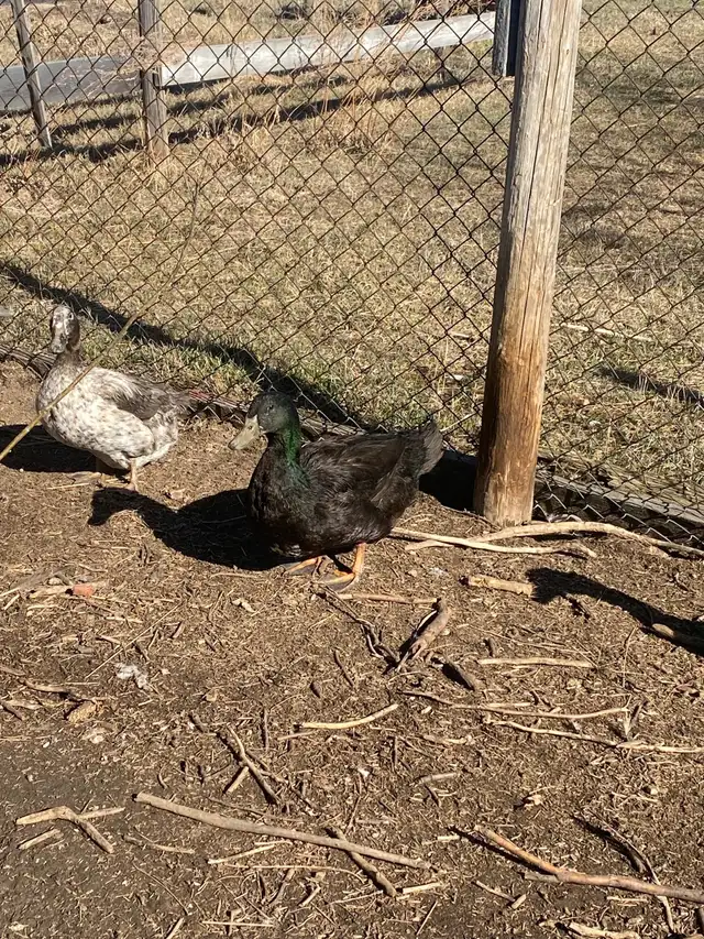 Duck Flock - Photo 2