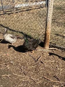 Duck Flock - Photo 2