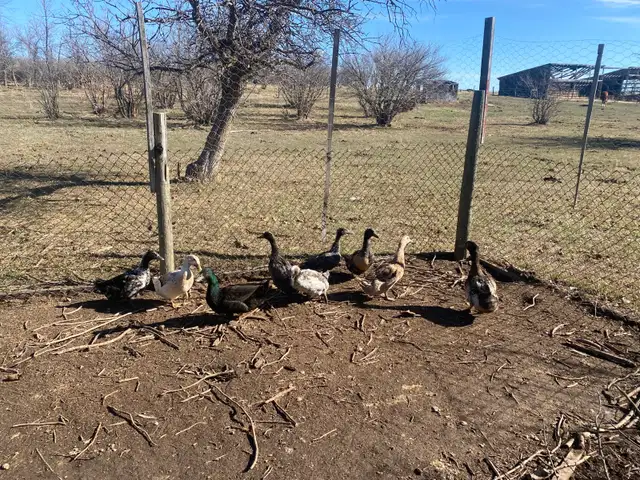 Duck Flock - Photo 3