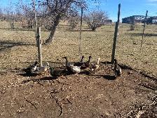 Duck Flock - Photo 3