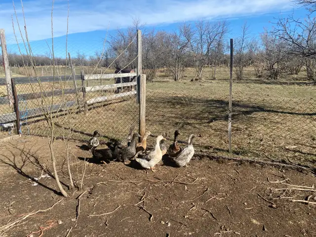 Duck Flock - Photo 4