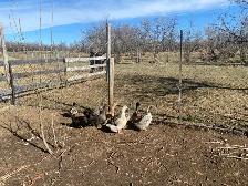 Duck Flock - Photo 4
