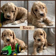 Standard Cockapoo puppies! All male! 30-40lbs as adults.