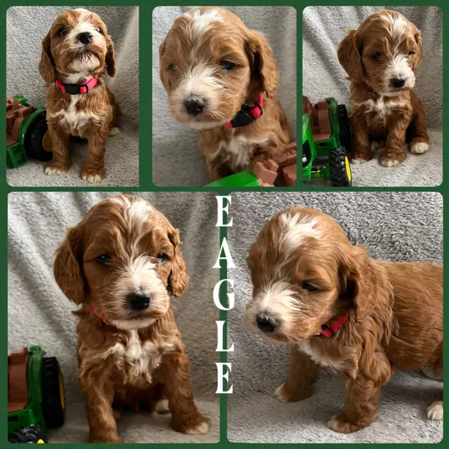 Standard Cockapoo puppies! All male! 30-40lbs as adults. - Photo 2