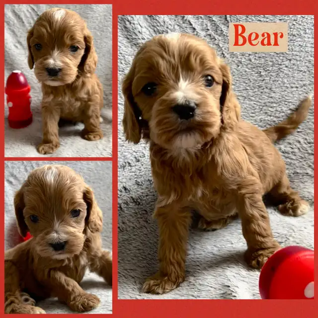 Standard Cockapoo puppies! All male! 30-40lbs as adults. - Photo 3