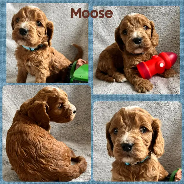 Standard Cockapoo puppies! All male! 30-40lbs as adults. - Photo 4