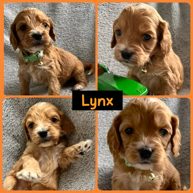 Standard Cockapoo puppies! All male! 30-40lbs as adults. - Photo 5