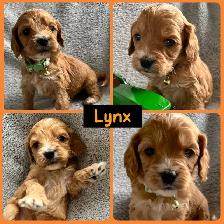 Standard Cockapoo puppies! All male! 30-40lbs as adults. - Photo 5