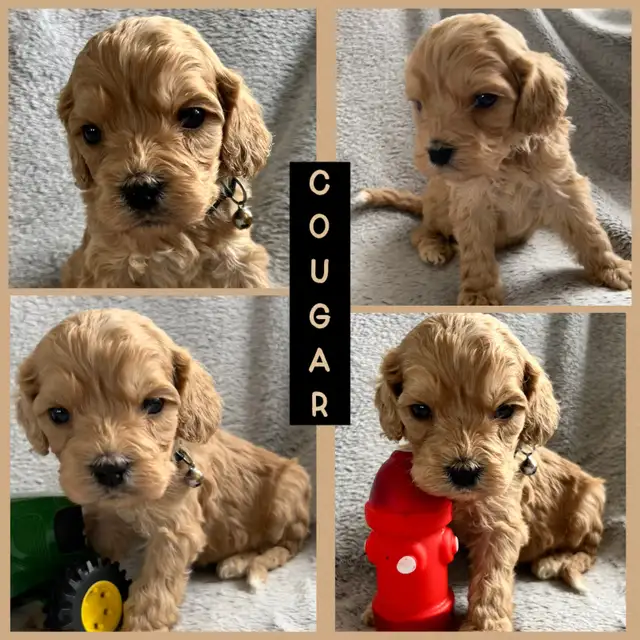 Standard Cockapoo puppies! All male! 30-40lbs as adults. - Photo 6