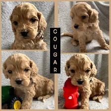 Standard Cockapoo puppies! All male! 30-40lbs as adults. - Photo 6