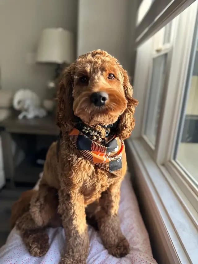 Standard Cockapoo puppies! All male! 30-40lbs as adults. - Photo 7