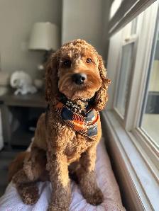 Standard Cockapoo puppies! All male! 30-40lbs as adults. - Photo 7