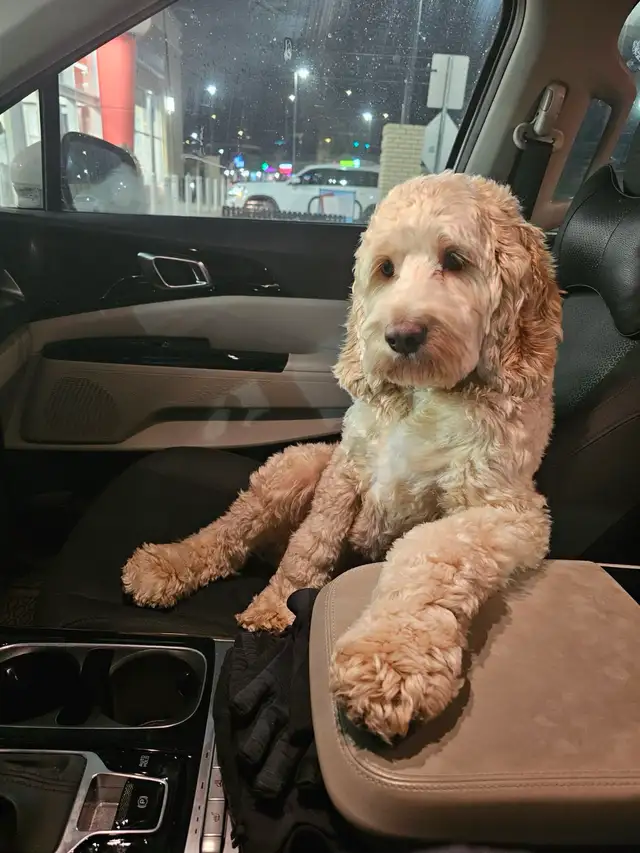 Standard Cockapoo puppies! All male! 30-40lbs as adults. - Photo 8