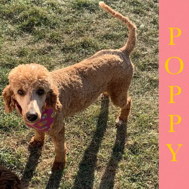 Standard Cockapoo puppies! All male! 30-40lbs as adults. - Photo 9