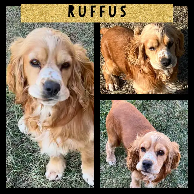 Standard Cockapoo puppies! All male! 30-40lbs as adults. - Photo 10