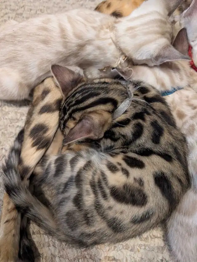 MALE BENGAL KITTEN